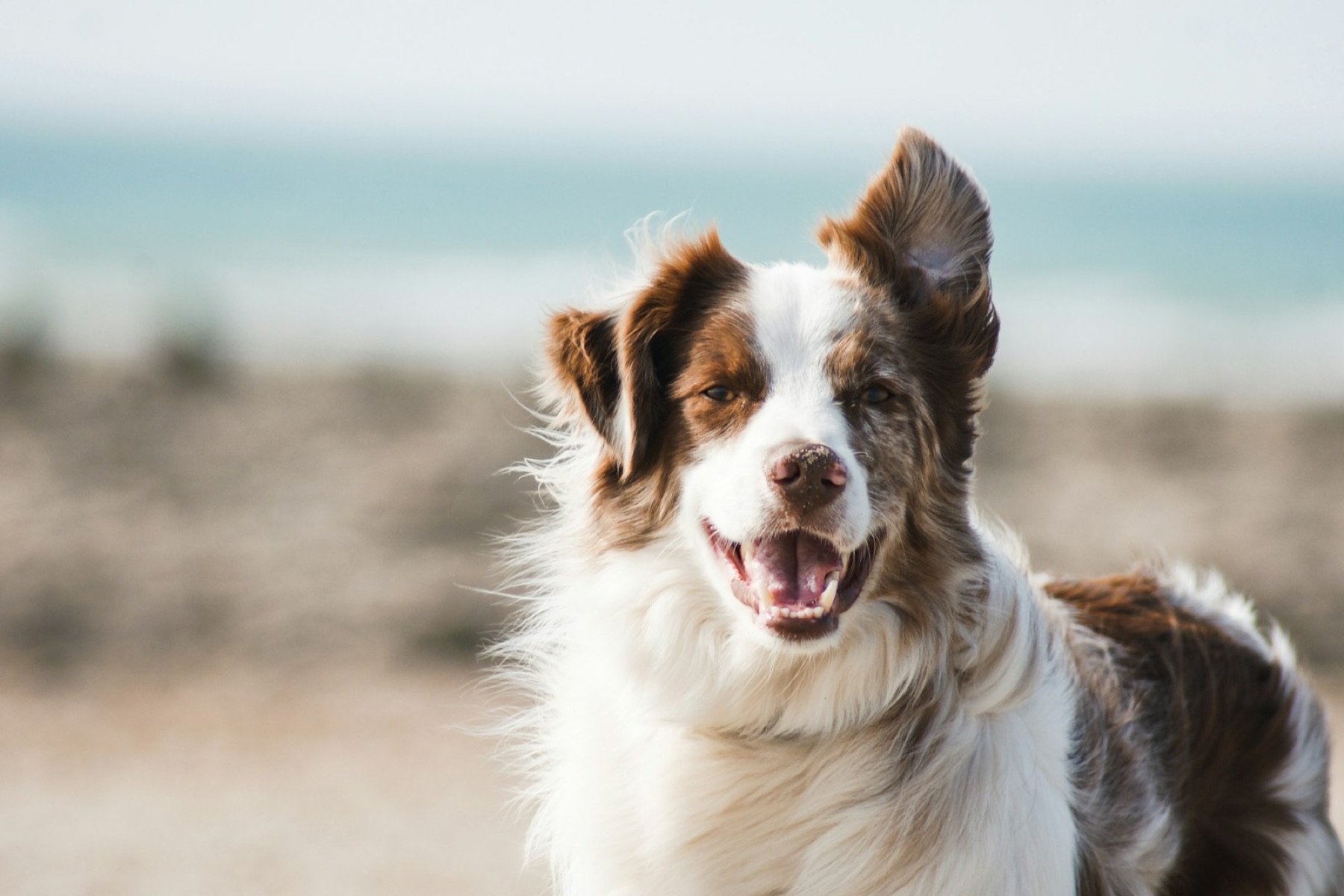 Australian Shepherd am Strand