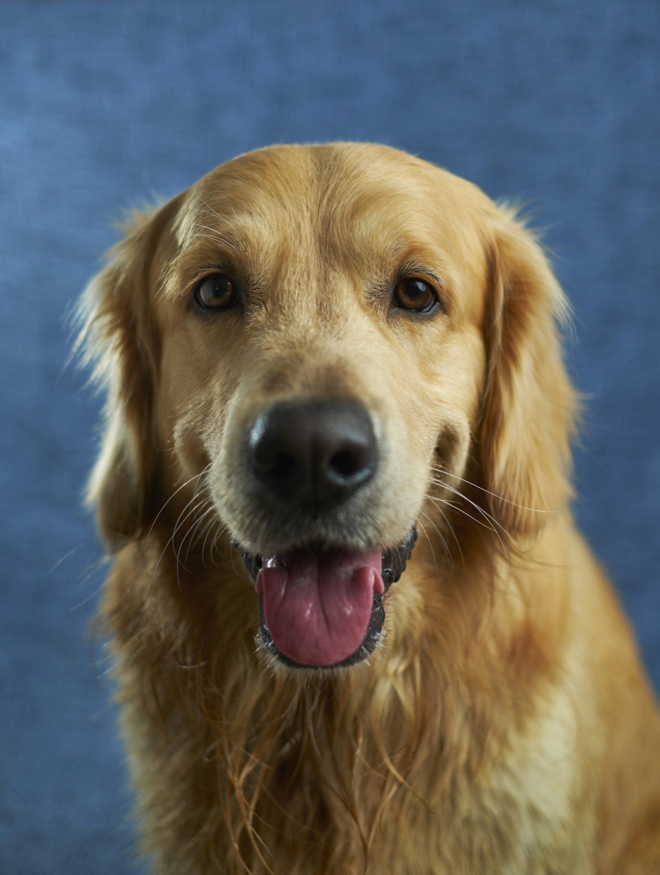 Golden Retriever schaut aufmerksam in die Kamera