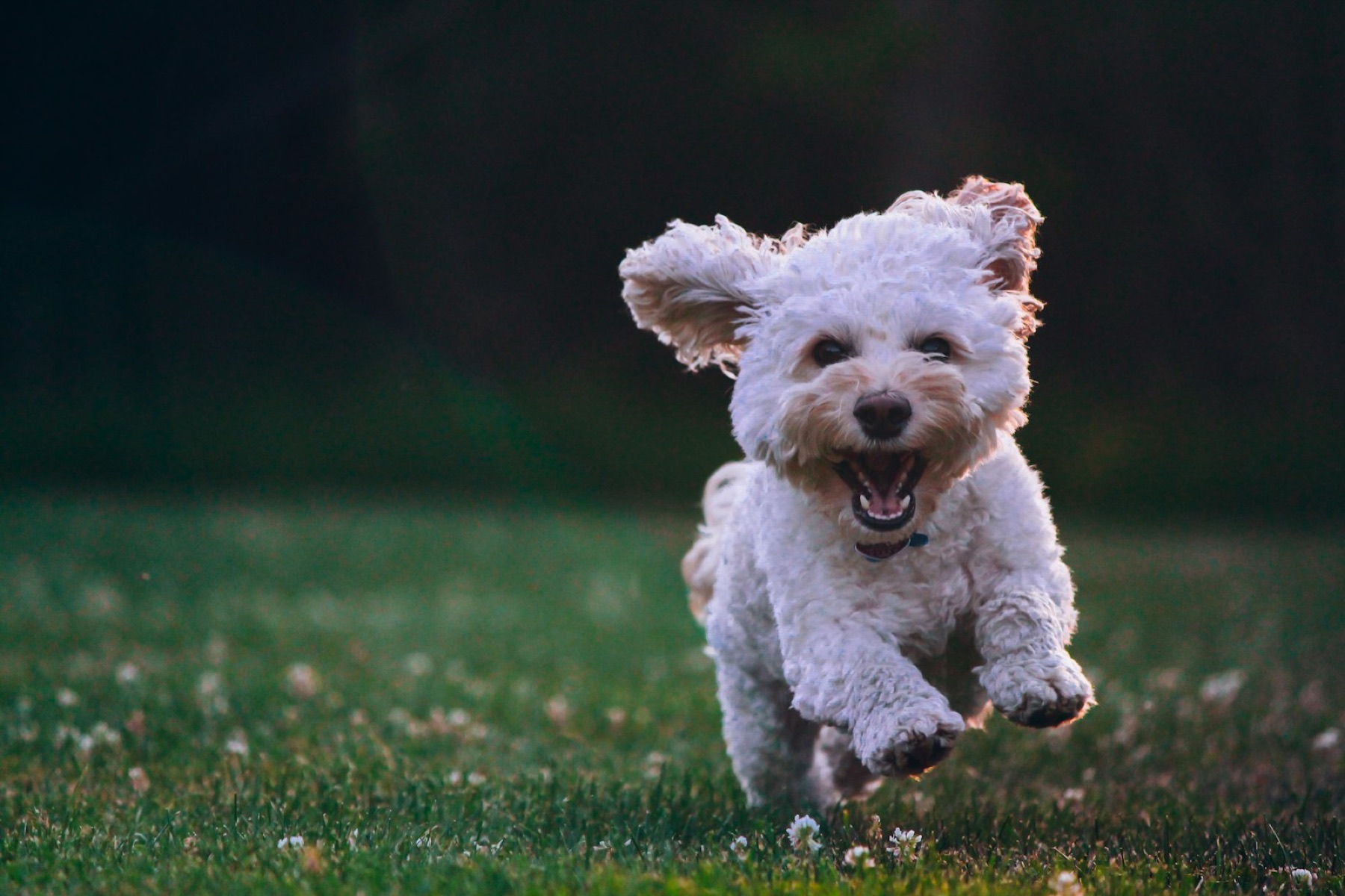 Fröhlicher kleiner Hund rennt über eine Wiese